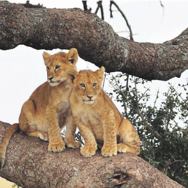 Das Beste kommt zum Schluss - Mitte August in Afrika. «Wir waren in Tansania unterwegs und sahen wunderbare Natur und Tierwelt. Diese Löwenbabys in der Serengeti haben uns besonders entzückt», schreibt Peter Zehnder aus Zufikon.