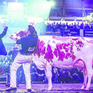 Die schönste Rote kommt aus Kallern - Im Scheinwerferlicht: Der Moment, als «Baileys» an der «Junior Expo» in Bulle zur Siegerkuh erkoren wird. Bilder: Guillaume Moy / zg