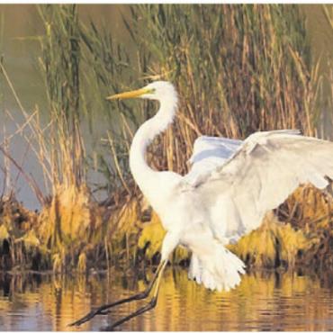 Der Flachsee wird 50 - Silberreiher, wie sie am Flachsee heimisch sind.
Bild: zg