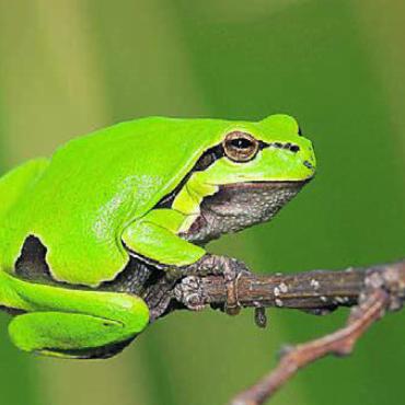 Nachts auf Amphibienpirsch - Gehört zu den gesuchten Amphibien: der Laubfrosch. Bild: Josef Hagen