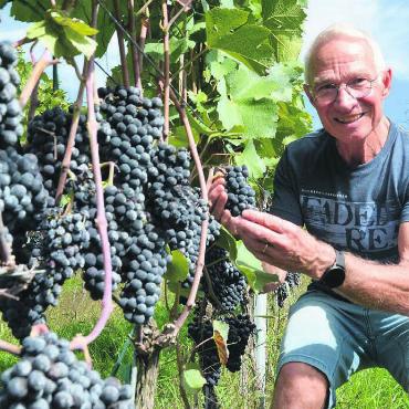 Längst besser, als der Ruf es ist - Der Ortsbürger-Gutsverwalter Josef Stierli ist überzeugt, dass der Rebberg in Muri eine Zukunft hat. Bilder: Annemarie Keusch
