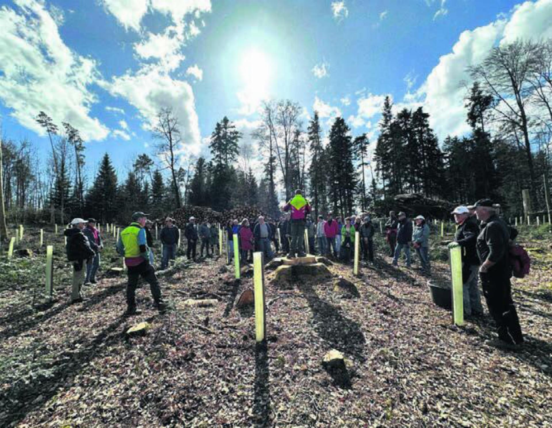 40 Leute pflanzten 500 Eichen im Wald von Oberlunkhofen. Bild: zg