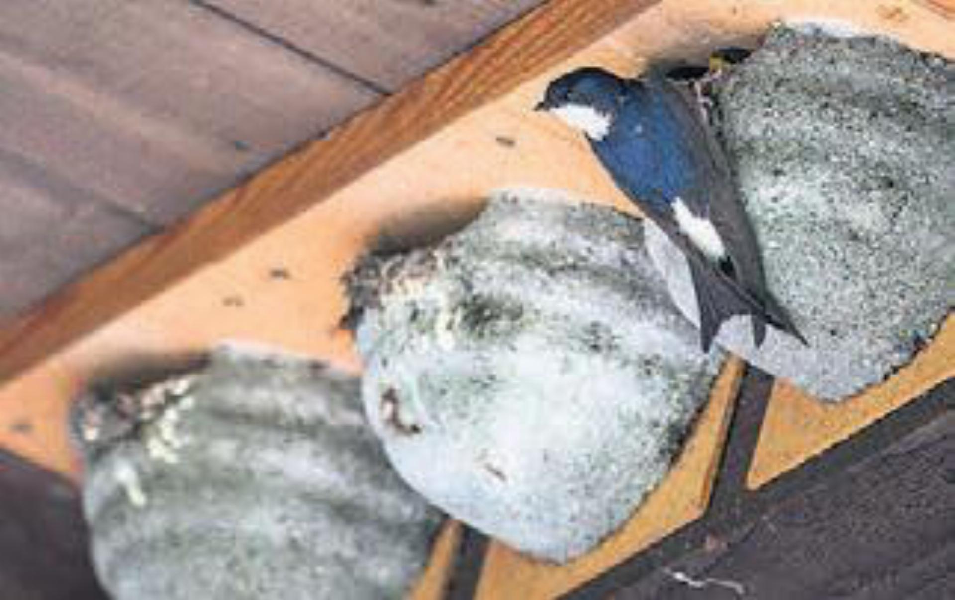 Mehlschwalben. Bild: zg