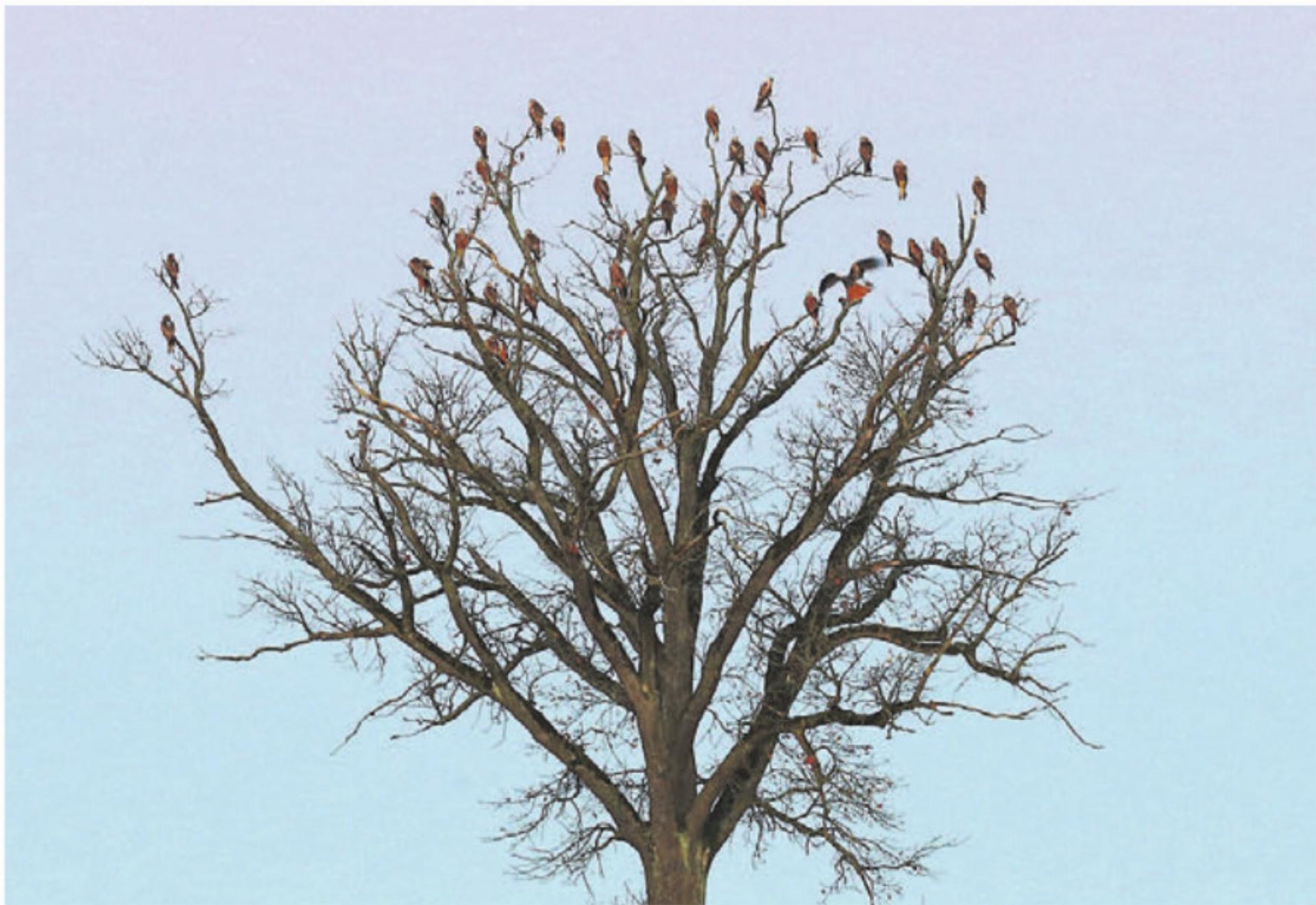 Ganz viele Rotmilane auf demselben Baum – kein seltenes Bild. Bild: zg - Das Bild wird blockiert. – Möglicherweise durch einen aktiven Adblocker.