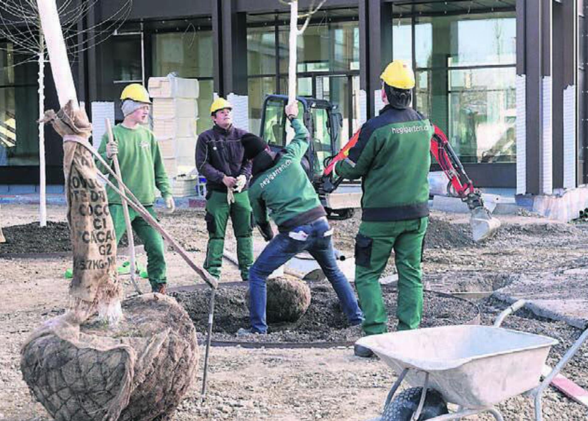Der neue Mutschellenplatz – Bauführer Peter Rytz setzt mit seinem Team Bäume im künftigen Begegnungsplatz bei der Überbauung Mutschellen Bolleri. Bild: Hegi