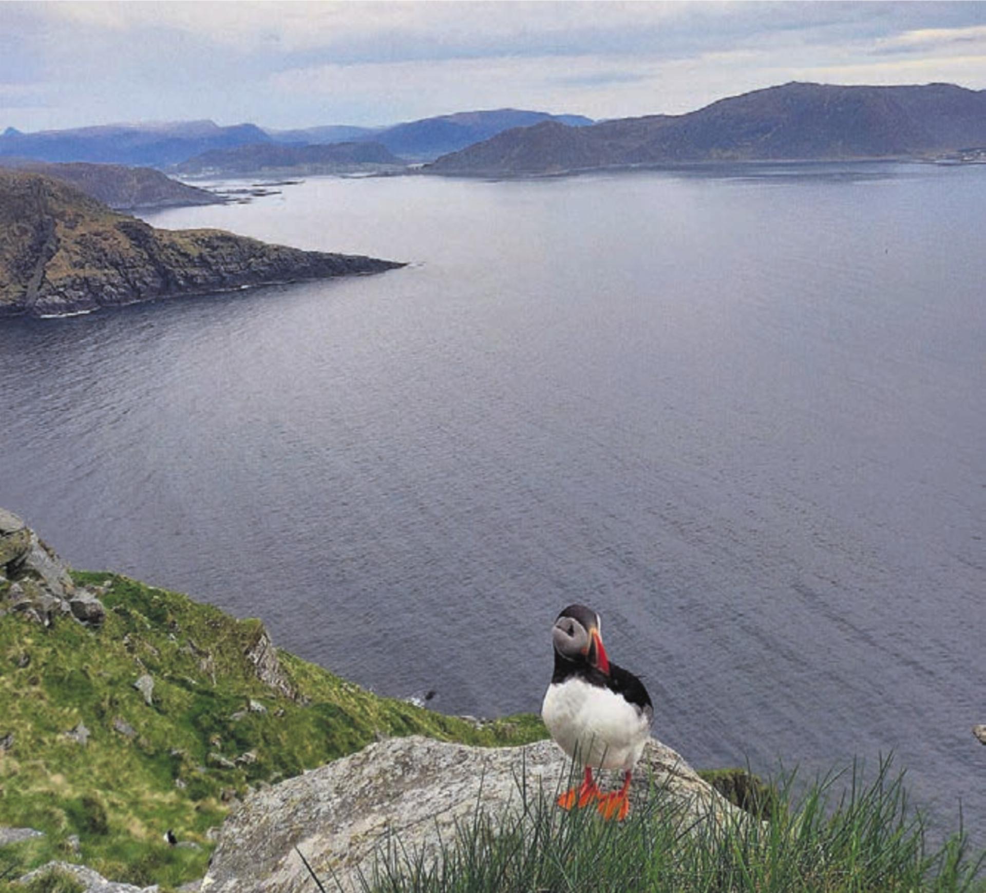 Mitte Mai in Norwegen. «Auf unserer zweimonatigen Reise haben wir auf der Insel Runde wunderbare Abendstunden mit den Papageientauchern erlebt, die nur zum Brüten an Land kommen», schreiben Olivia Lanthemann und Carla Huber aus Zufikon.