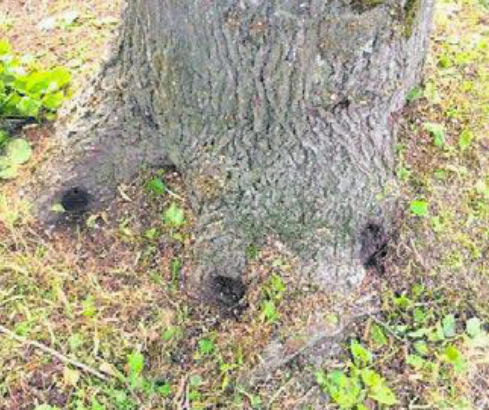 Die Wurzeln des Baumes in Wiggwil wurden angebohrt. Bild: gk - Das Bild wird blockiert. – Möglicherweise durch einen aktiven Adblocker.