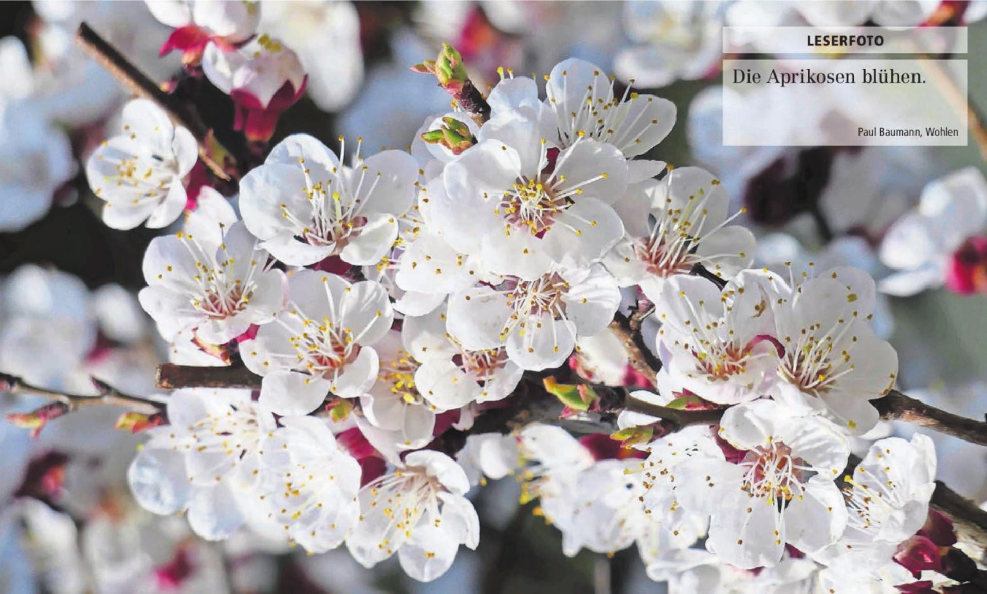  - Das Bild wird blockiert. – Möglicherweise durch einen aktiven Adblocker.