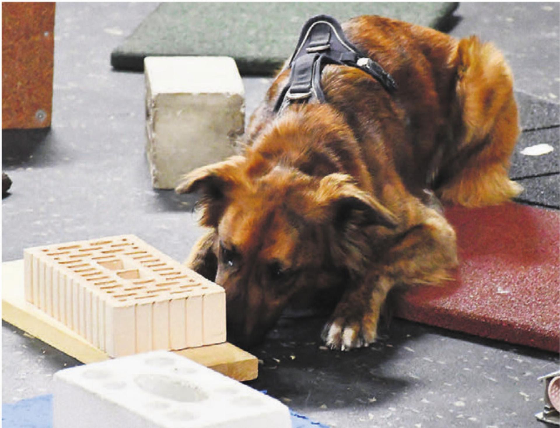 Merlo hat den Schatz gefunden und fokussiert sich auf den Gegenstand, unter dem sich das Gesuchte befindet. - Das Bild wird blockiert. – Möglicherweise durch einen aktiven Adblocker.