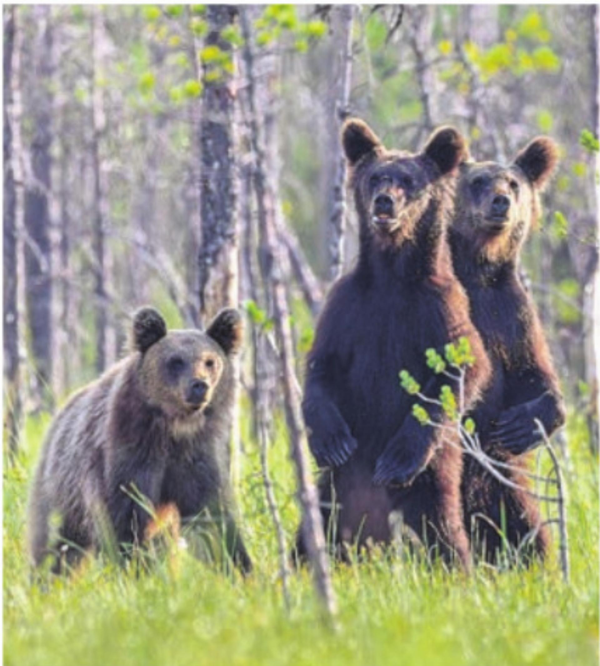 Tolles Bild: eine Bärenfamilie in Finnland. Bild: Simon Huwiler - Das Bild wird blockiert. – Möglicherweise durch einen aktiven Adblocker.