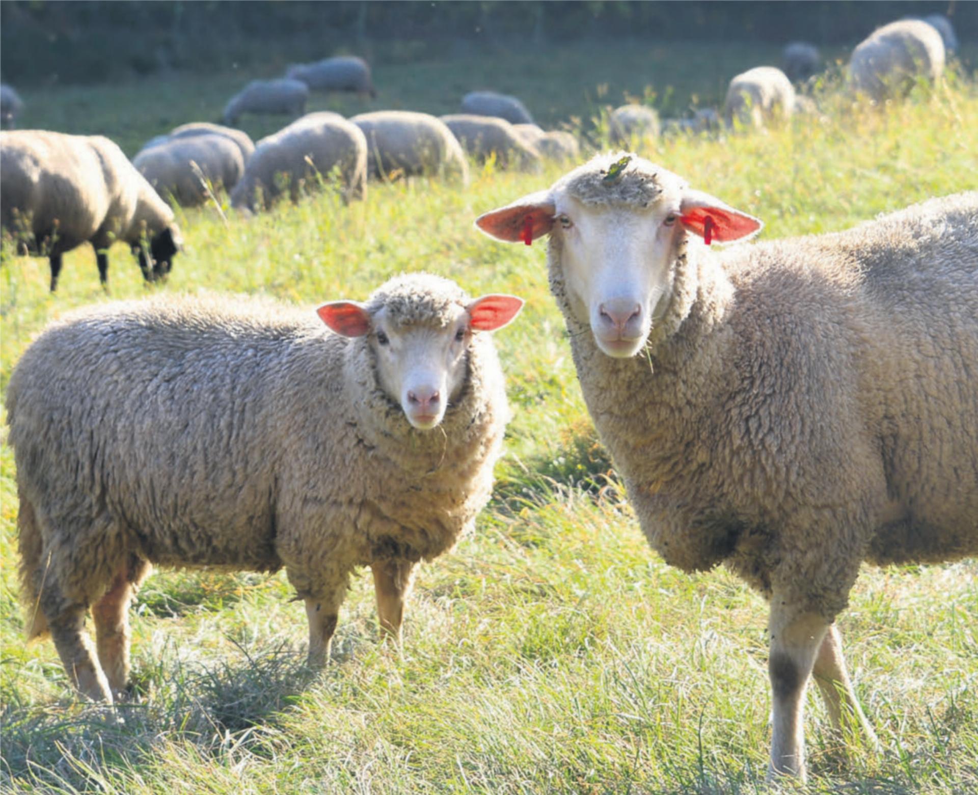 Im Kanton Aargau sind zwei Drittel der von der Blauzungenkrankheit betroffenen Tiere Schafe. Bild: Ruth Rudolph / pixelio.de