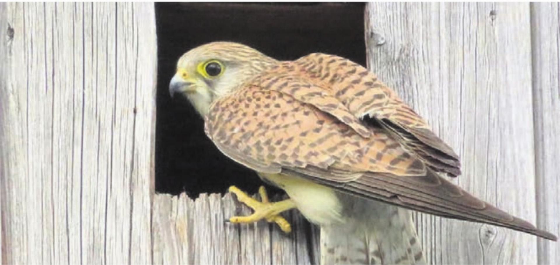 Der Turmfalke ist eine in der Region verbreitete Vogelart. Bild: zg - Das Bild wird blockiert. – Möglicherweise durch einen aktiven Adblocker.