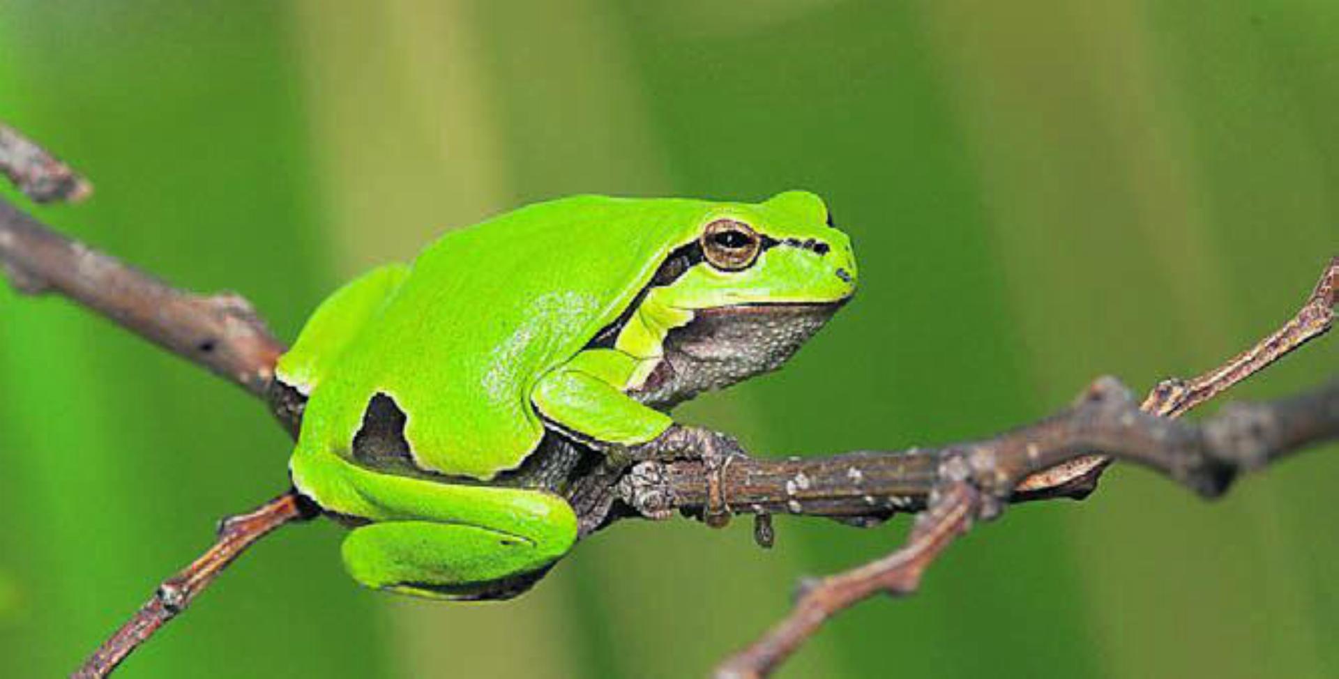 Gehört zu den gesuchten Amphibien: der Laubfrosch. Bild: Josef Hagen