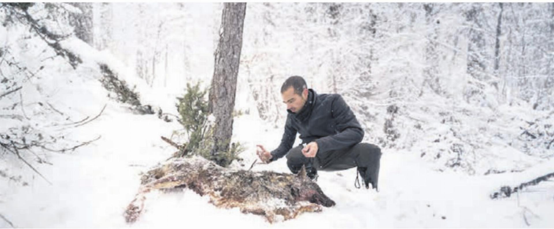 Die Wolf-Debatte wird nicht weiter aufgeheizt, aber begleitet. Bild: zg - Das Bild wird blockiert. – Möglicherweise durch einen aktiven Adblocker.