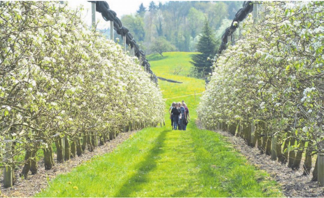 Umgeben von blühenden Obstbäumen – auch der Gang durch die Plantage ist eindrücklich. Umgeben von blühenden Obstbäumen – auch der Gang durch die Plantage ist eindrücklich.