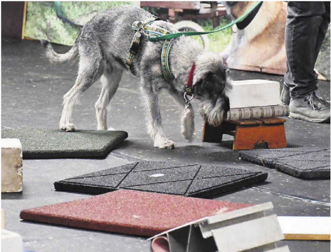 Sorgfältig untersucht der Mittelschnauzer Yuki jede Kante der Gegenstände des Brockenhaufens. Bilder: Monica Rast Sorgfältig untersucht der Mittelschnauzer Yuki jede Kante der Gegenstände des Brockenhaufens. Bilder: Monica Rast