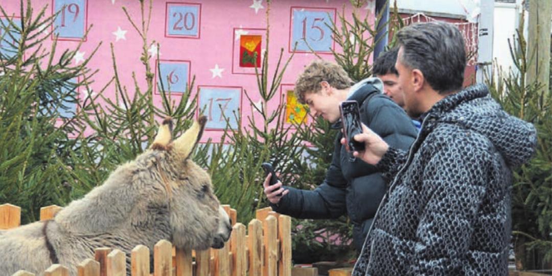 Dieser Esel zieht viele Besucher an. Dieser Esel zieht viele Besucher an.