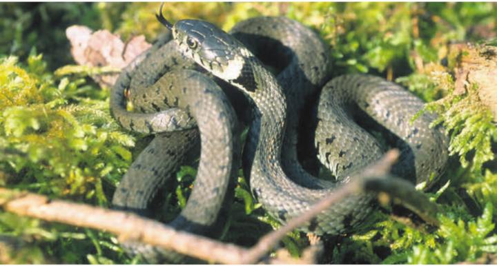 Die Ringelnatter ist auch im Reusstal heimisch. Bild: Josef Fischer