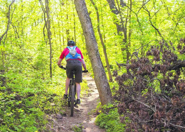 Mountainbiker sind gerne abseits der Waldstrassen unterwegs. Daran haben Forst und Jäger nur wenig Freude. In Hägglingen sucht man jetzt einen Kompromiss durch den Bau von legalen Tracks. Symbolbild: Pixabay