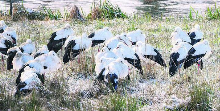 Weissstörche trotzen dem Winter. Bild: zg