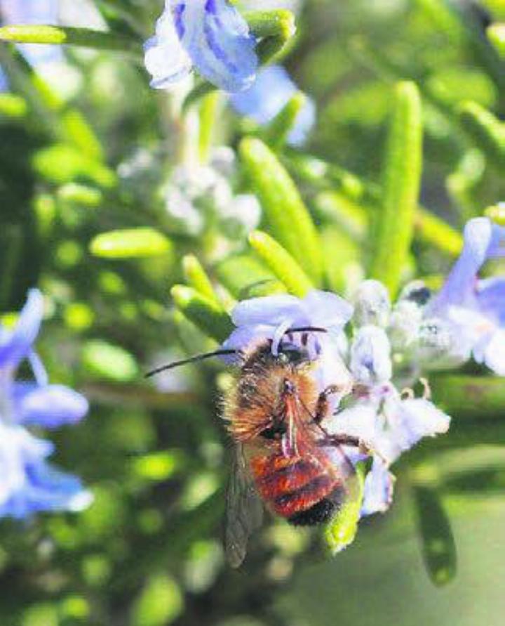 Wildbienen sind vielseitige Insekten. Bild: zg