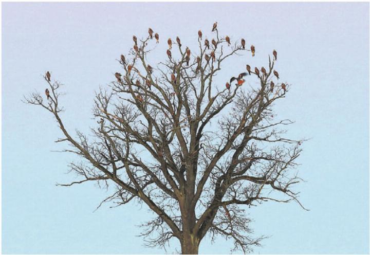 Ganz viele Rotmilane auf demselben Baum – kein seltenes Bild. Bild: zg