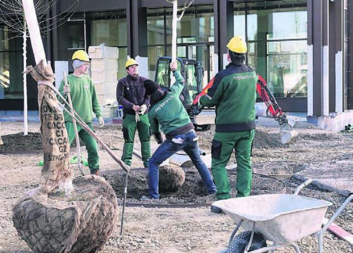 Der neue Mutschellenplatz – Bauführer Peter Rytz setzt mit seinem Team Bäume im künftigen Begegnungsplatz bei der Überbauung Mutschellen Bolleri. Bild: Hegi
