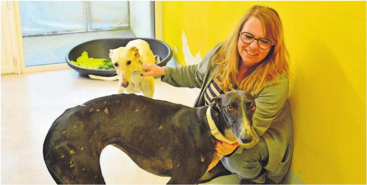 Diesem Windhund sind die Misshandlungen noch anzusehen. Dank der Auffangstation New Graceland mit Vizepräsidentin Sarah Hegi wird sein Leben besser. Bild: Annemarie Keusch