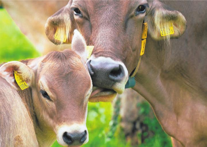 Kälber, die bei ihrer Mutter trinken – und trotzdem bleibt genug Milch für die Glaceproduktion. Das ist das Konzept des Lindenhofs in Benzenschwil. Bild: zg