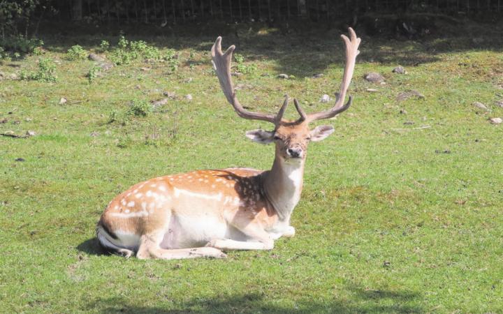 Ein Damhirsch geniesst die Sonne. Er und seine Artgenossen sind die Hauptattraktion des Tierparks Waltenschwil. Bild: Josip Lasic