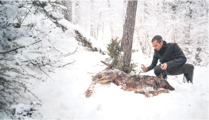 Wie wird die Fauna darauf reagieren? Ein Student hinterlegt einen Wolfskadaver in der Natur und markiert ihn mit Wolfsurin aus der Sprühflasche. Bilder: Thomas Stöckli / zg