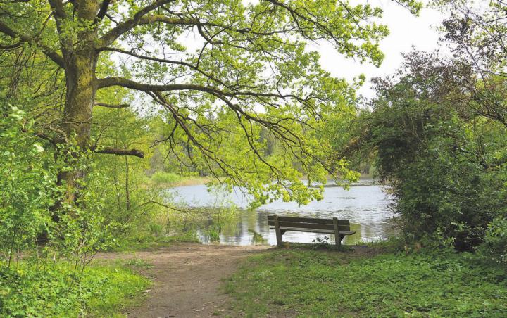 Das Fischbacher Moos lädt zum Verweilen ein. Bild: Roger Wetli