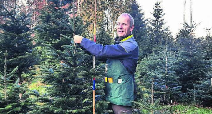 Förster Stefan Staubli beim Auswählen und Markieren der Weihnachtsbäume. Bild: zg
