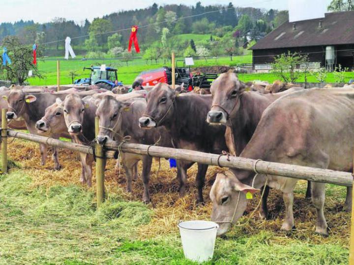 Schon vor zehn Jahren feierte der Braunviehzuchtverein das Jubiläum mit einer Viehschau. Bild: zg