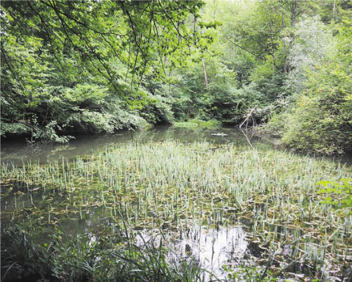 So idyllisch die Szenerie beim Steinmüri-Weiher auch aussieht, der Weiher würde ohne Eingriff in naher Zukunft verlanden. Bild: vaw
