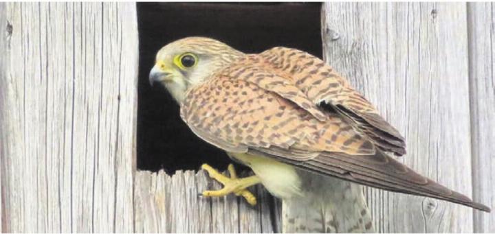 Der Turmfalke ist eine in der Region verbreitete Vogelart. Bild: zg