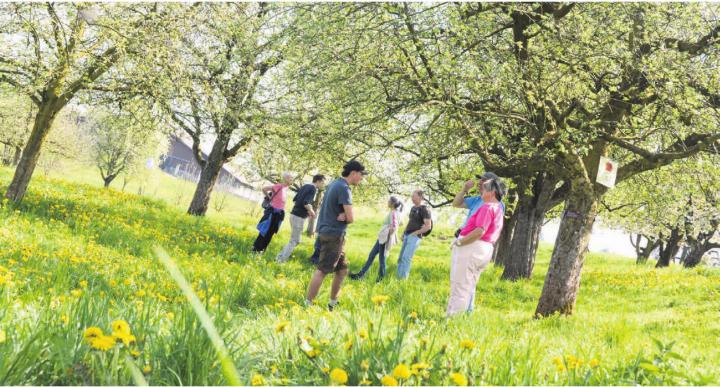 Unten gelb, oben immer weisser – inmitten der Obstbäume erleben die Besucherinnen und Besucher die Blüte hautnah mit. Bild: Annemarie Keusch Unten gelb, oben immer weisser – inmitten der Obstbäume erleben die Besucherinnen und Besucher die Blüte hautnah mit. Bild: Annemarie Keusch