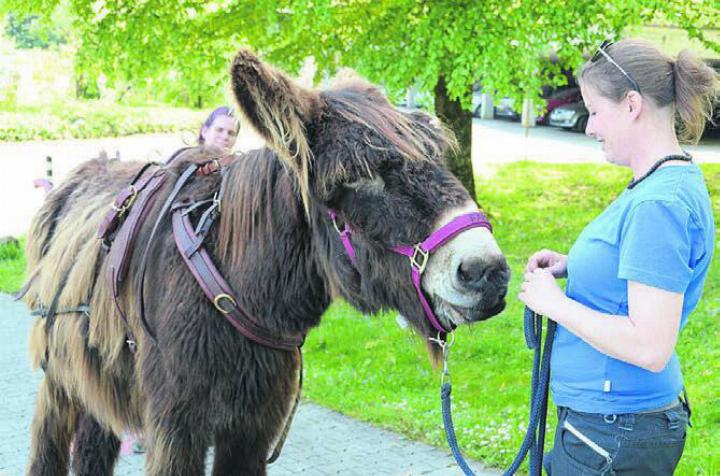 Poitou-Esel Fakir hat alle Chancen, der neue Star im Reusspark zu werden. Tierpflegerin Danja Kägi trainiert ihn für seine künftige Aufgabe.