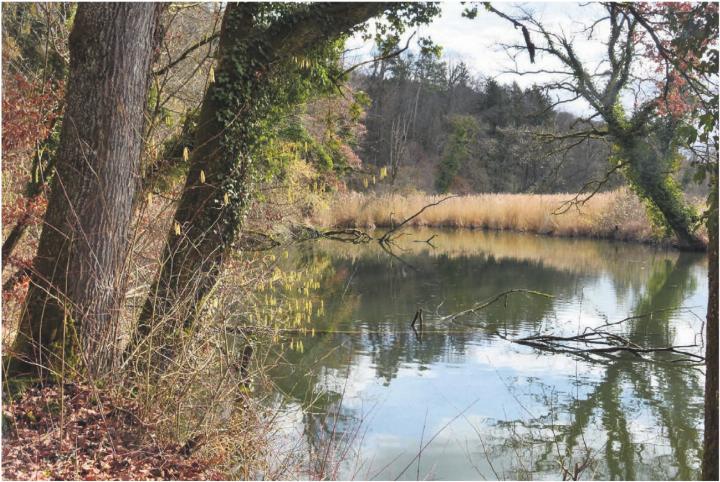 Die Alte Reuss in Künten Sulz bietet nicht nur optisch viel, sondern ist auch Lebensraum von vielen Tierund Pflanzenarten. Sie soll erhalten und aufgewertet werden.
Bilder: Roger Wetli / Archiv