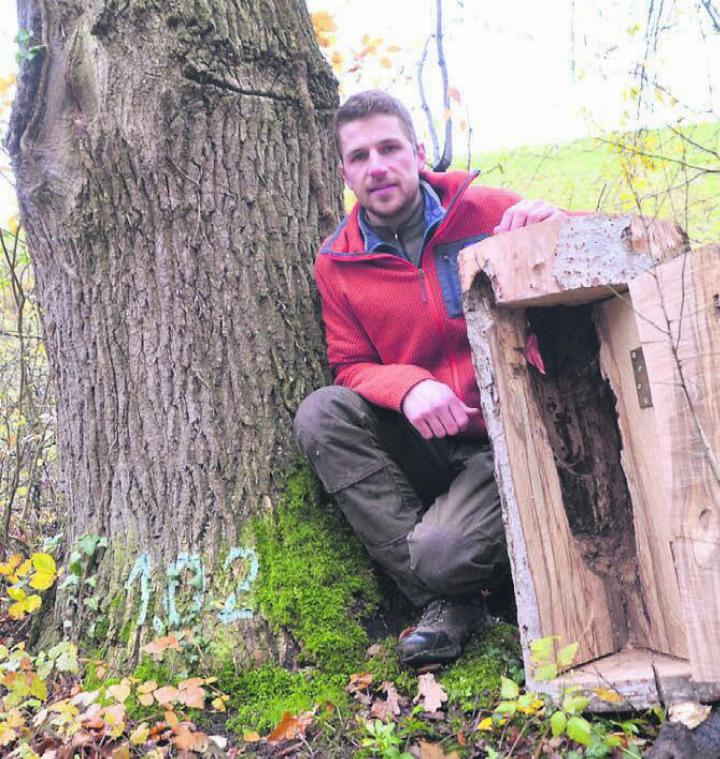 Linus Staubli, Initiant und Betreuer des Projekts Baumpartner, zeigt an der «Knie-Eiche» (links) im Höllwald zwischen Rüstenschwil und Beinwil das Beispiel einer ökologisch wertvollen Baumhöhle. Bild: Thomas Stöckli