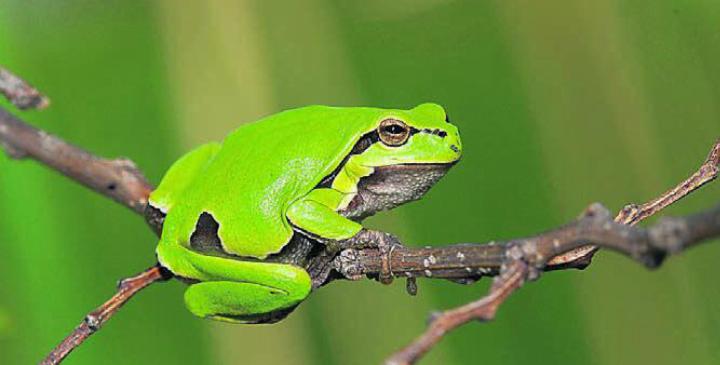 Gehört zu den gesuchten Amphibien: der Laubfrosch. Bild: Josef Hagen