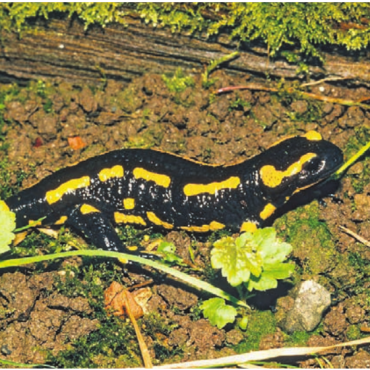 Auf den Spuren des Feuersalamanders - Seine auffällige Färbung ist Kult. Der Feuersalamander lebt auch im Freiamt.    Bild: zg