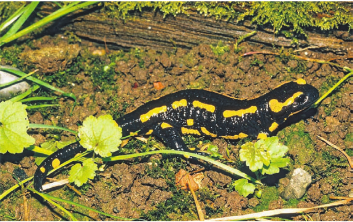 Seine auffällige Färbung ist Kult. Der Feuersalamander lebt auch im Freiamt.    Bild: zg
