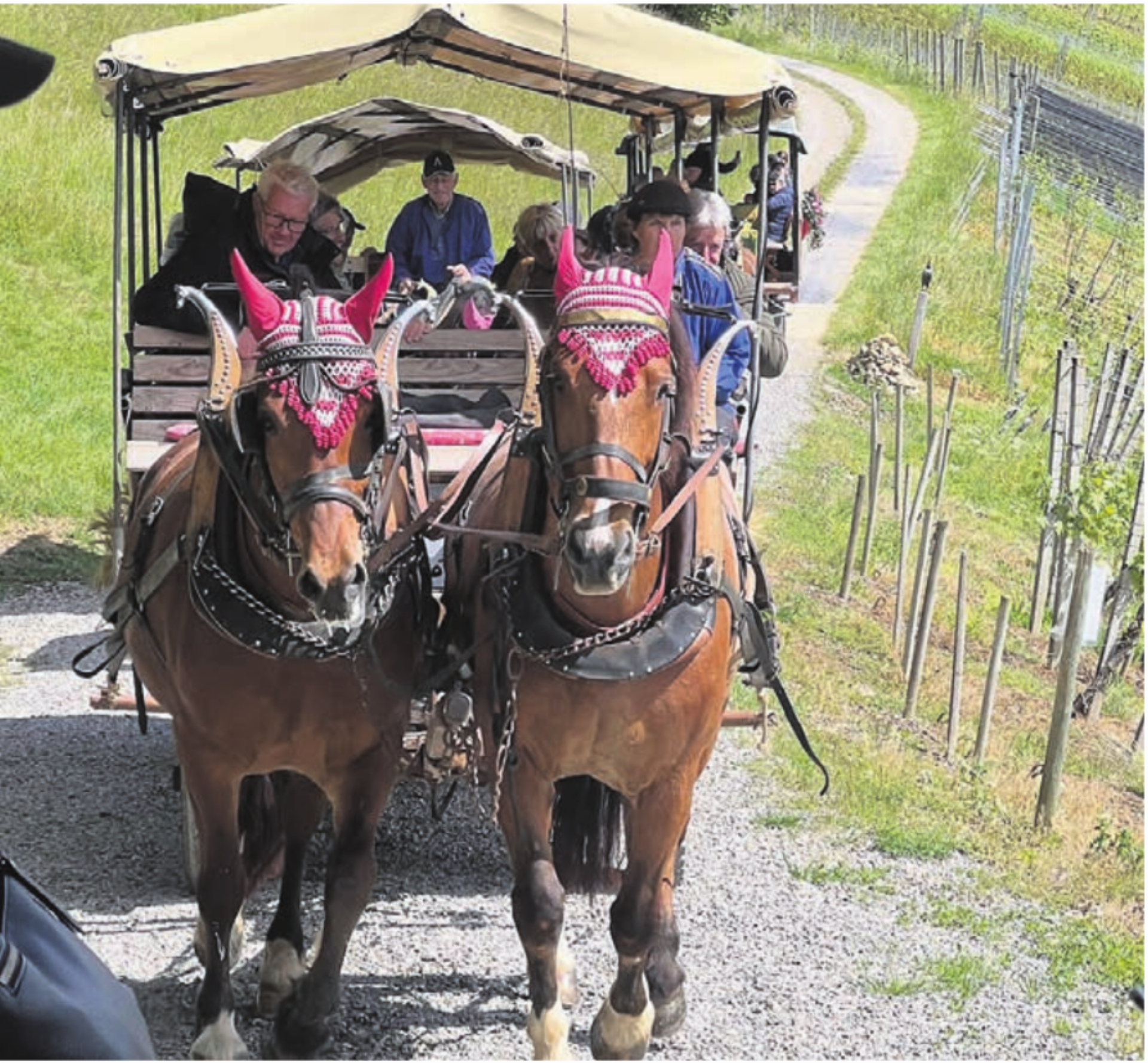 Kutschenfahrt durch die Weinberge – das erlebten die Bettwiler Senioren. Bild: zg - Das Bild wird blockiert. – Möglicherweise durch einen aktiven Adblocker.