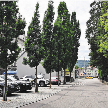 Kühlung des Siedlungsraums - Bäume, Grünflächen, begrünte Dächer und entsiegelte Flächen tragen zur Kühlung des Siedlungsraums und zur Verbesserung der Aufenthaltsqualität bei. Im Bild die Bäume entlang der Steingasse. Bild: mo