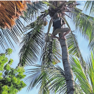 Magische Momente - Pia Peixeiro aus Oberlunkhofen verbrachte Ferien mit ihrer Tochter in Bali und beobachtete das «nicht ganz Suva-konforme» Herunterholen der Kokosnüsse.