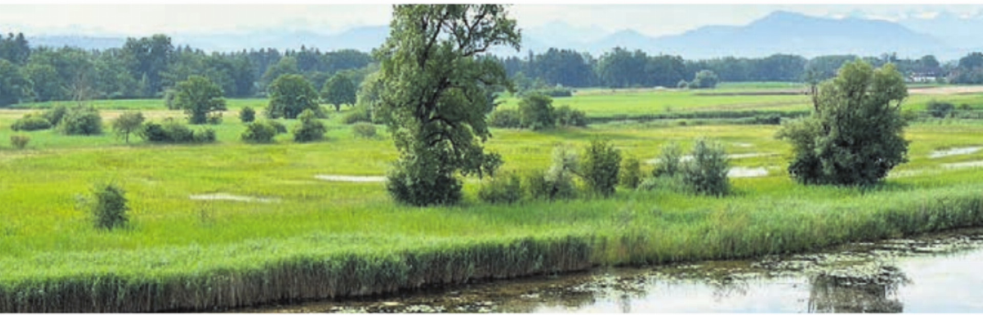 Altwasser-Landschaft Stille Reuss. Bild: zg - Das Bild wird blockiert. – Möglicherweise durch einen aktiven Adblocker.
