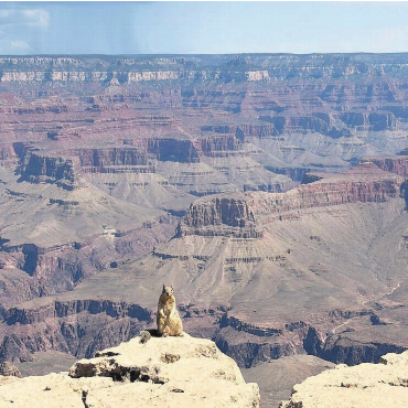 Sonnenbad am Abgrund - «Grand Canyons most Dangerous Creature» – so werden Felsenhörnchen (Rock Squirrels) bezeichnet. Warum diese putzige Tierchen so gefährlich sind? Es sind die Tiere, die im Park am meisten Verletzungen verursachen. Sie sind oft sehr zutraulich, da Touristen sie unerlaubt füttern. Die Bisse können schwere Infektionen verursachen. Dieses Fotomodell ging aber lieber auf Abstand und genoss ein Sonnenbad am Rande der Felsen. Ganz entspannt weilte es in schwindelerregender Höhe und warf sich für die Kameras regelrecht in Pose.