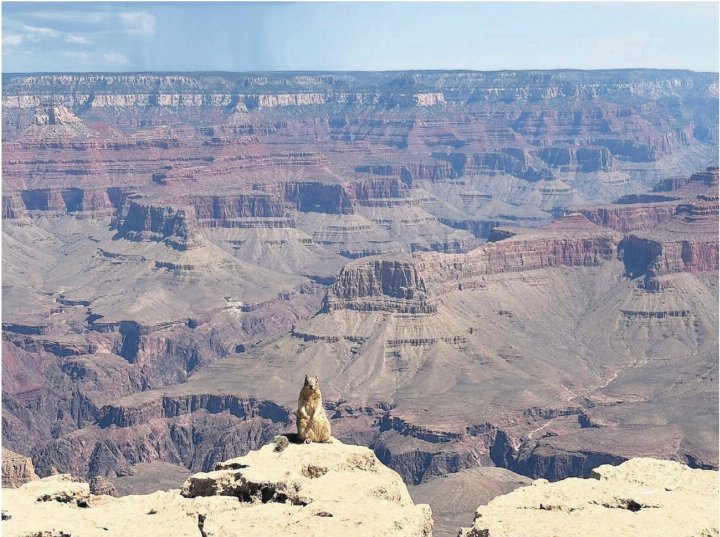 «Grand Canyons most Dangerous Creature» – so werden Felsenhörnchen (Rock Squirrels) bezeichnet. Warum diese putzige Tierchen so gefährlich sind? Es sind die Tiere, die im Park am meisten Verletzungen verursachen. Sie sind oft sehr zutraulich, da Touristen sie unerlaubt füttern. Die Bisse können schwere Infektionen verursachen. Dieses Fotomodell ging aber lieber auf Abstand und genoss ein Sonnenbad am Rande der Felsen. Ganz entspannt weilte es in schwindelerregender Höhe und warf sich für die Kameras regelrecht in Pose.