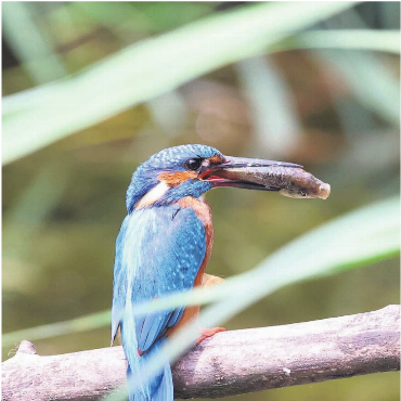 Gesehen und festgehalten - Seine Liebe zur Natur führte Peter Zehnder aus Zufikon an den Klingnauer Stausee. «Dort präsentiert sich der Vogel des Jahres immer wieder in seiner tollen Farbenpracht.» Er teilt ein Bild eines Eisvogels, der sich gerade einen Snack gönnt.